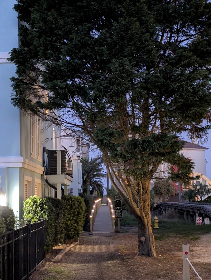 Eastern Red Cedar tree – Missing!